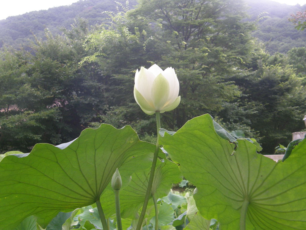 연꽃불교 이미지