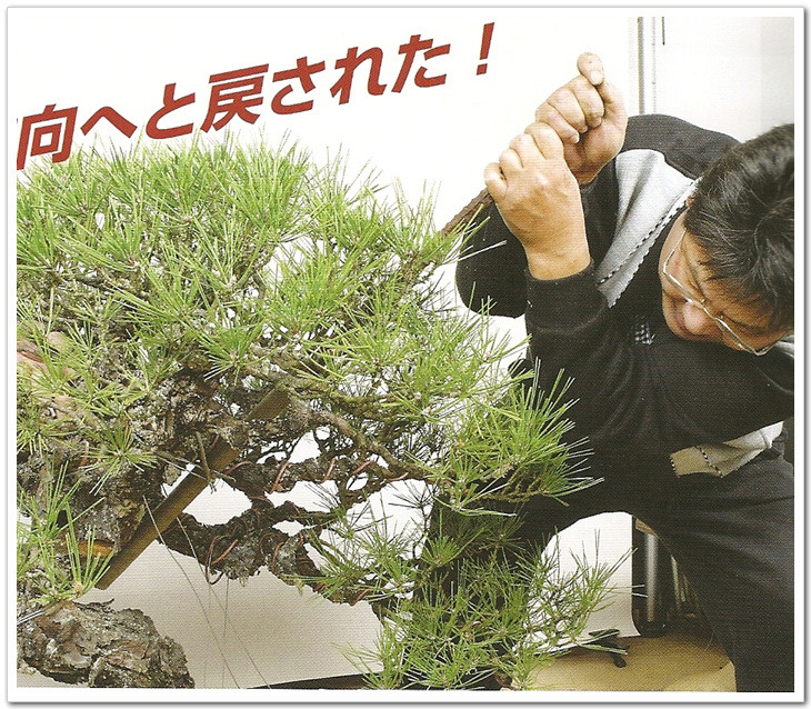 흑송 이미지